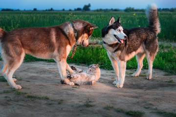 Two dogs play with cat on the walk. Siberian husky caught up cat and touch it with his paws. Cat angrily hisses and scratches.