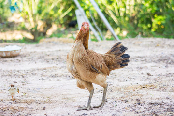 Mother and baby chickens