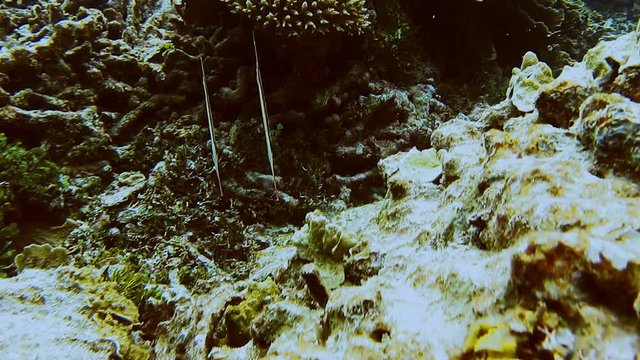 Underwater tropical fish in vertical position. Razor fish, Aeoliscus strigatus swimming between the hard corals in shallow water