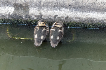 Two cute ducklings