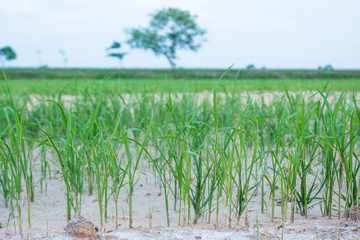 Seedlings of rice and soil with salt