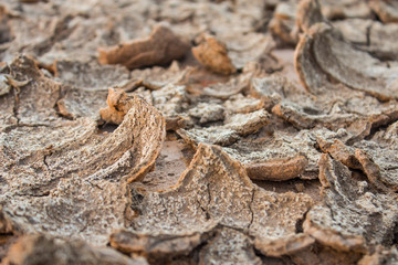 surface of the dry soil.