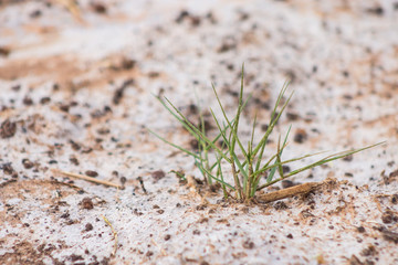 Small grass