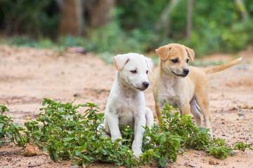 Puppies Thailand