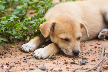 Puppies Thailand