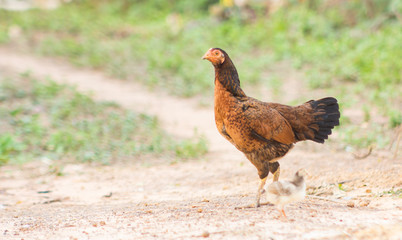Mother and baby chickens
