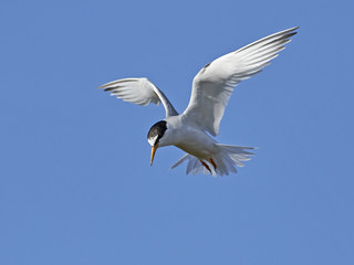 Little tern (Sternula albifrons)