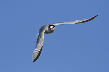 Little tern (Sternula albifrons)