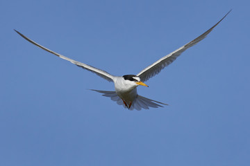 Little tern (Sternula albifrons)