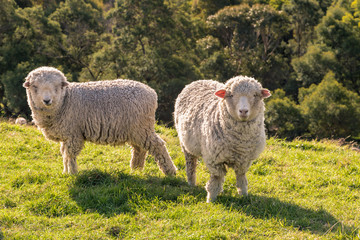 Obraz premium two curious merino sheep grazing on fresh grass