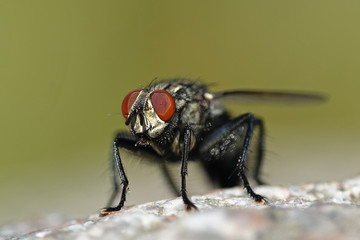 Flesh fly (Sarcophaga)