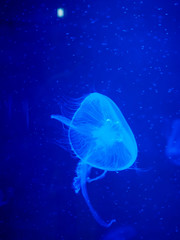 Naklejka na ściany i meble Jellyfish in the blue light