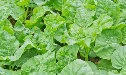 Chinese kale