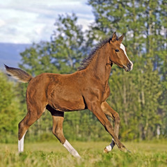 Obraz premium Adorable Arabian Colt running free on summer meadow.