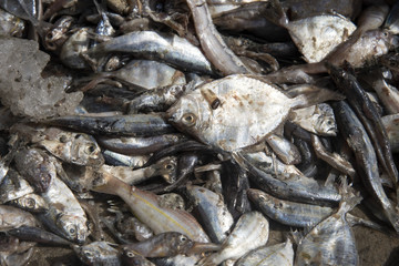 trash fishes for animal feeds