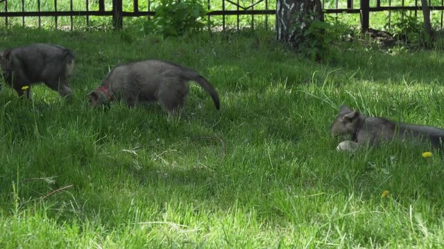 Beautiful amusing puppies of Saarloos wolfhound playing on green lawn in the park stock footage video