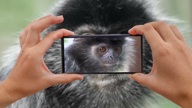 Cinemagraph of Taking Photo of Silver Leaf Monkey (Trachypithecus cristatus)