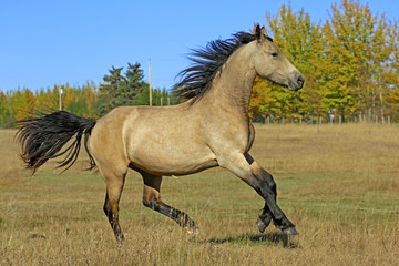 Obraz na płótnie Canvas Part Friesian buckskin Horse running in meadow, blue sky, tress in autumn colors.