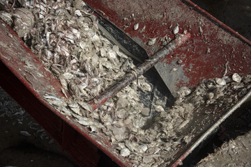 trash fishes for animal feeds