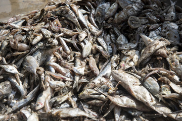 trash fishes for animal feeds