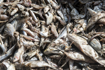 trash fishes for animal feeds