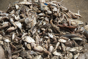 trash fish by catch 