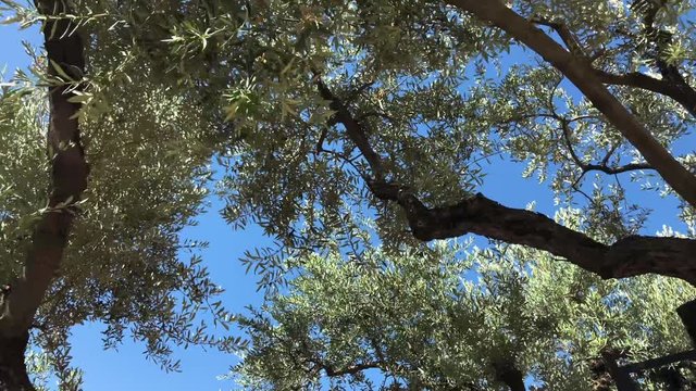 Olive Trees in the Garden of Gethsemane Grove