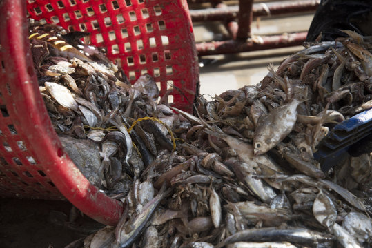 trash fishes for animal feeds