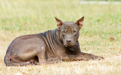 Fototapeta premium Black dog