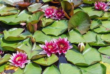 Beautiful purple lotus flowers among green plants on a pond