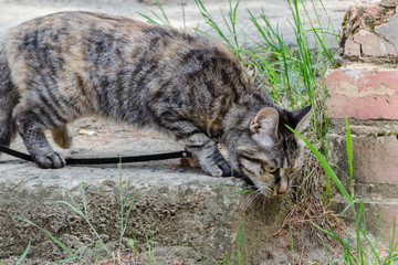 house cat on a leash walks