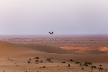 The bird is looking for prey in the desert