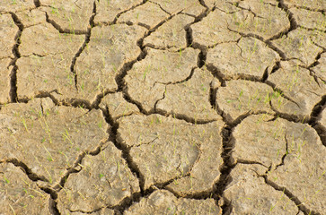 Arid soil