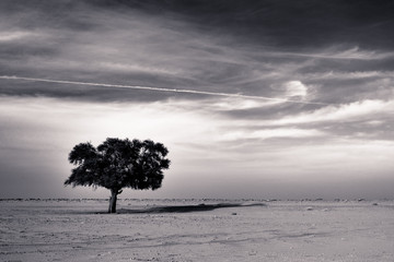 Fototapeta premium Tree and monotony in the desert