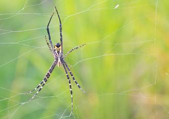 Spider black