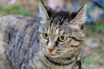 gray cat with green eyes