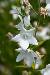 白いキキョウの花のアップ
