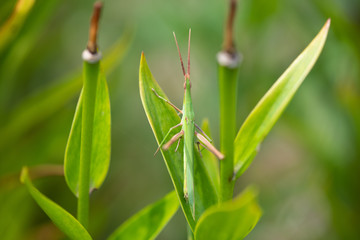 葉っぱの上のショウリョウバッタ