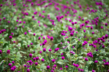 紫色のセンニチコウの花