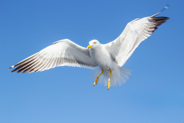 Obraz premium Seagull in flight