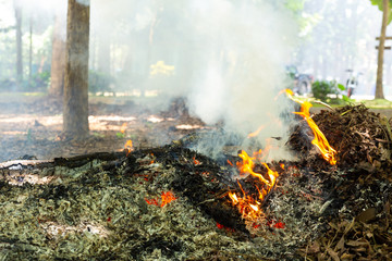 Smoke Developing from Burning Leaves.