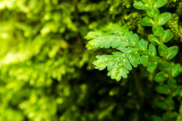 Freshness green leaf of Selaginella involvens fern