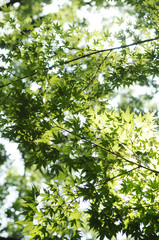 清涼感　夏のモミジ