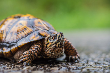 Too Slow