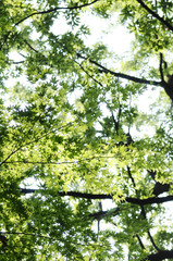 清涼感　夏のモミジ