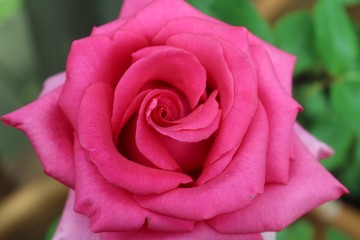 bright pink rose