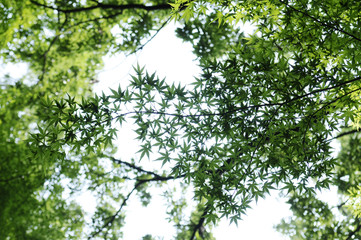 清涼感　夏のモミジ