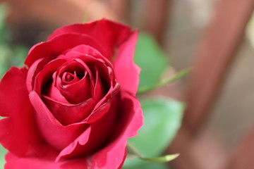 red rose bud