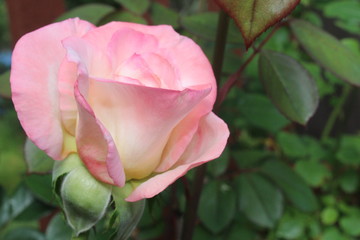 Obraz premium pale pink rose