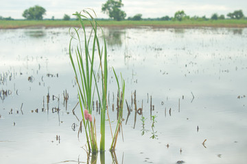 Rice seedlings
